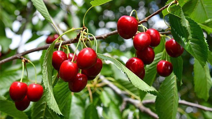 Kirazları kesmeye, çöpe atmaya son! Soğuk su yöntemi kurtçukları kaçırıyor