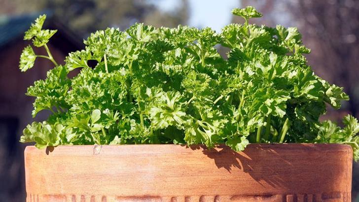 Marketten almaya son! Camın kenarında bile yetişiyor, demeti bedava