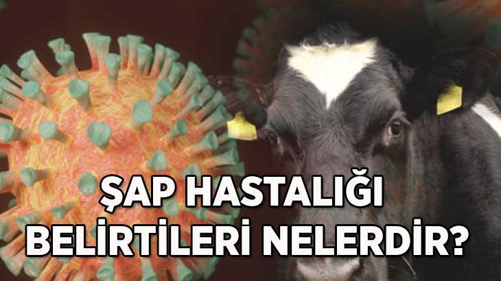 Şap hastalığı nedir ve nasıl bulaşır? Şap hastalığı belirtileri nelerdir?