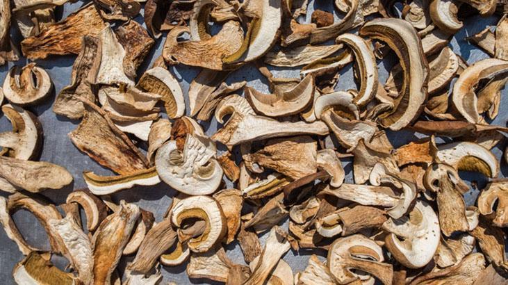 Kurutmadan önce bu işlemi yapın! Mantarları kurtaran taktik, sudan uzak tutun