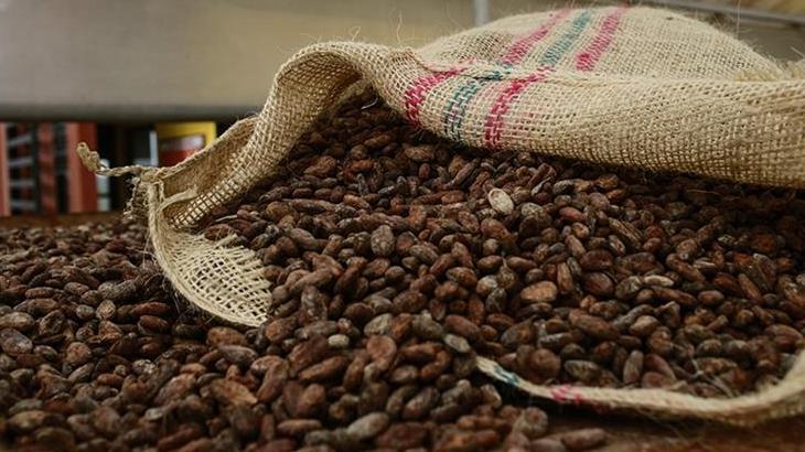 Kakao fiyatları yüzde 40'tan fazla düştü