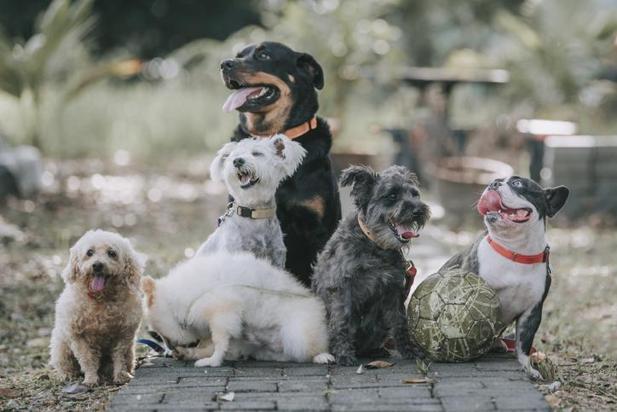 Köpek İsimleri 2025: Yaratıcı, Duyulmamış, Yeni, Değişik, Popüler Yavru Dişi ve Erkek Köpek İsimleri