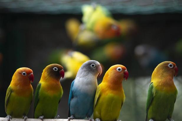 2024 Papağan Fiyatları: Sultan, Cennet, Jako, Kakadu, Pakistan, Forpus, Macaw Papağan Fiyatları Ne Kadar?