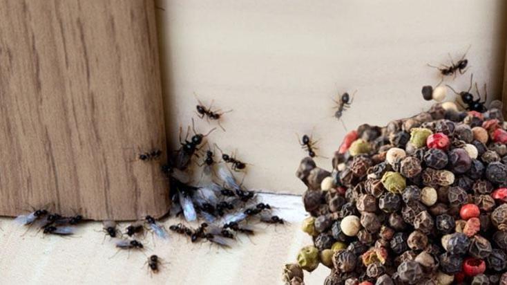 Kokusunu alan karıncalar asla gelmiyor! Her mutfakta varmış, bir çentik serpin