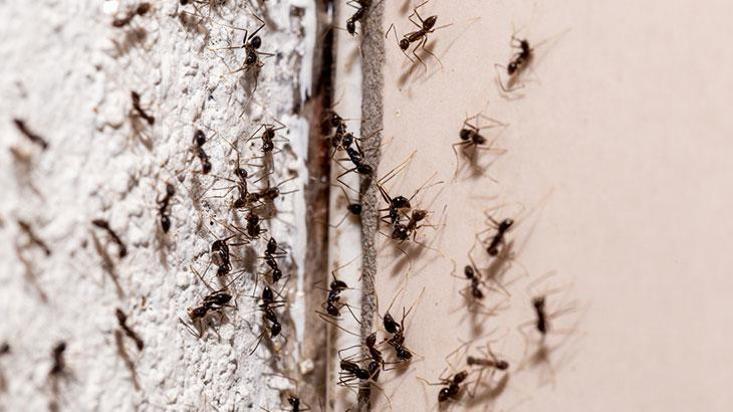Karıncaları evden yolcu eden yöntem! Tek 1 damlası karıncaları uğurlamaya yetiyor