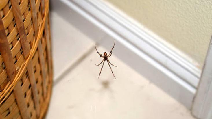 Örümcekleri eve davet eden hata! Bu yöntemlerle evdeki örümceklerden kurtulacaksınız
