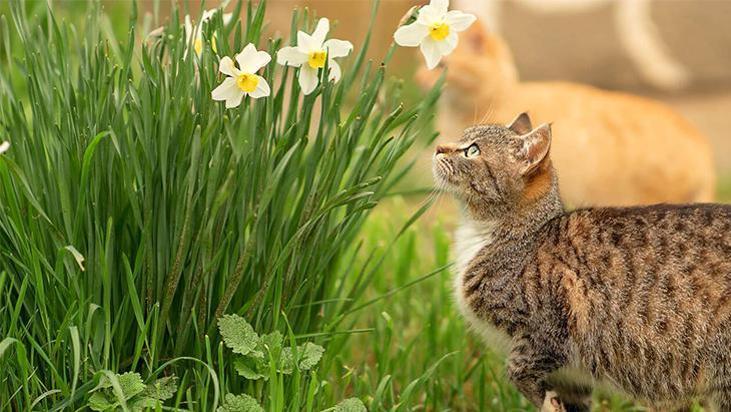 Kedisi olanlar evine yaklaştırmasın! Görüntüsü çok güzel ancak ölüme götürebilir