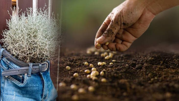 Toprağa ekip pantolon serin! Bahçıvanların 10 günde çimlendirme sırrıymış
