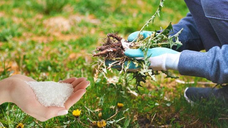 Yabani otların hakkından gelen bahçivan taktiği! Her mutfakta var, üzerine serpin