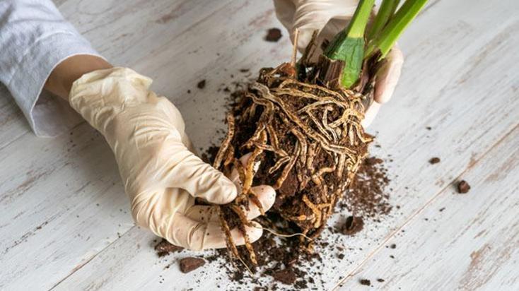 Orkideye hayat öpücüğü! Altına aloe vera koyun, köklenip 4 mevsim çiçek açıyor