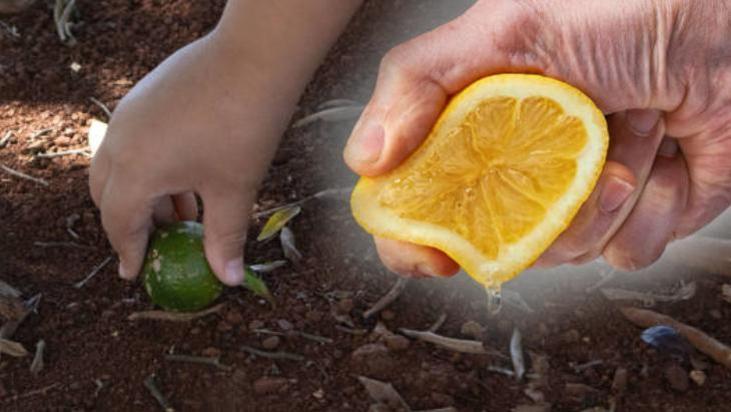 1 limonu kesip sıkın! Bitkilere güneş bile dokunamaz: Her hastalıktan koruyormuş