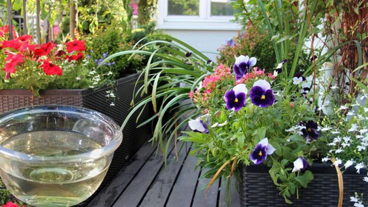 Balkon çiçekleri sonbahara dek açacak! Sarardıysa koparmak şart