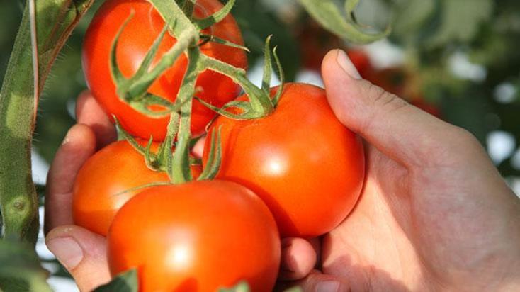 Daldaki yeşil domatesi kızartacak! Kimse bilmiyor, odun külüyle sepet sepet verim