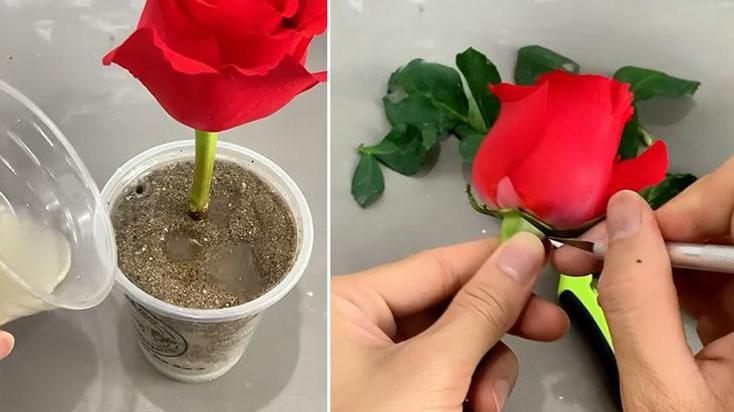 1 gecede goncayı gül yapan taktik! Patatesten gelen can suyu