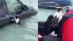 Görüntüler Dubai'den: Selde mahsur kalan kedi, araç kapısına tutunup yardım bekledi