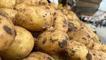 Yeni mahsul patates tezgaha indi: İstanbul'da 33, Bolu'da 15-20 lira