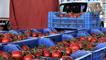Antalya’da domates miktarı arttı