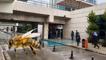 Malatya'da bal arısının soktuğu kişi komaya girdi