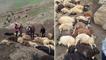 Van'da feci olay! Tam 100 koyun öldü