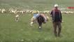 Sivas’ta 40 bin TL maaşla çoban yok! Köylüler, hayvanlarını satışa çıkardı