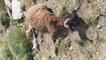 Kurtlar sürüye saldırdı, 120 koyun telef oldu