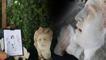 Denizli'de 'olağanüstü' keşif: 'Skylla Grubu' heykelleri bulundu