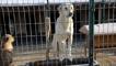 Osmangazi Belediyesinden barınakta köpeklerin öldürüldüğü iddiasına açıklama