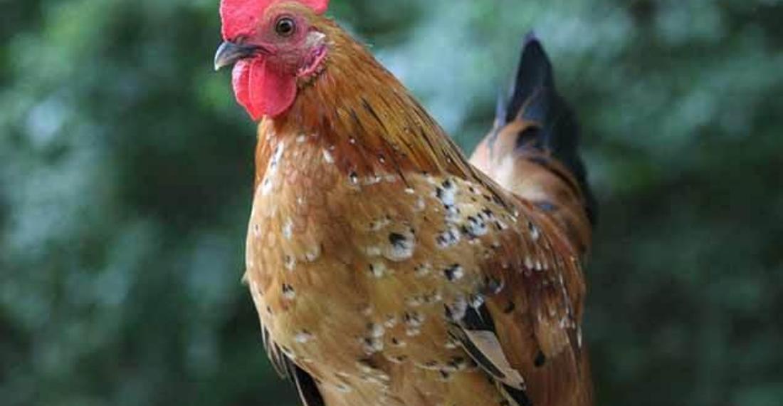 Tavuğa tecavüz eden 14 yaşındaki ergen tutuklandı