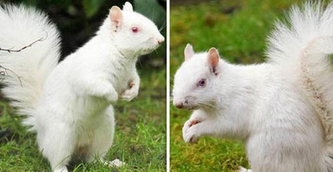 Milyonda bir görülen albino sincap kayda alındı