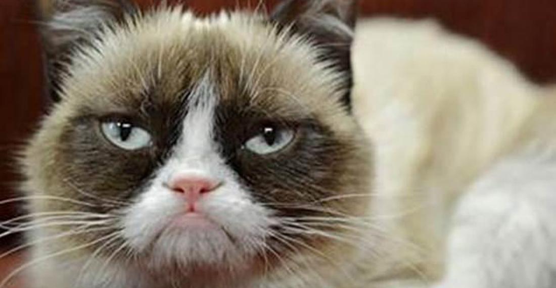 'Huysuz Kedi'nin kazancının 50 milyon dolar olduğu bir dünyada yaşıyoruz