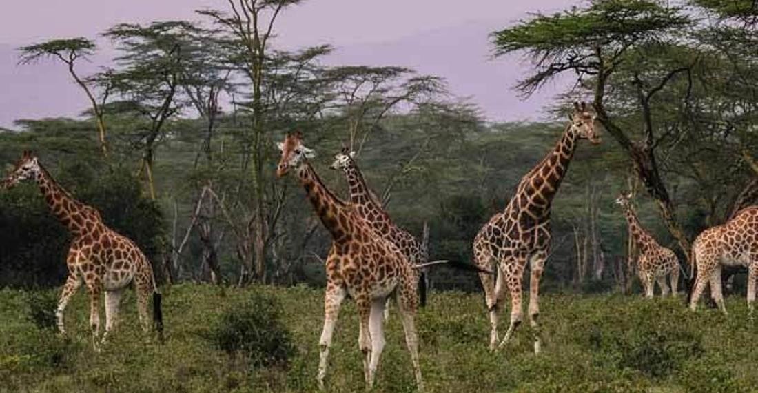 Afrika'daki vahşi hayvanlar yeni bir antlaşma ile koruma altına alındı