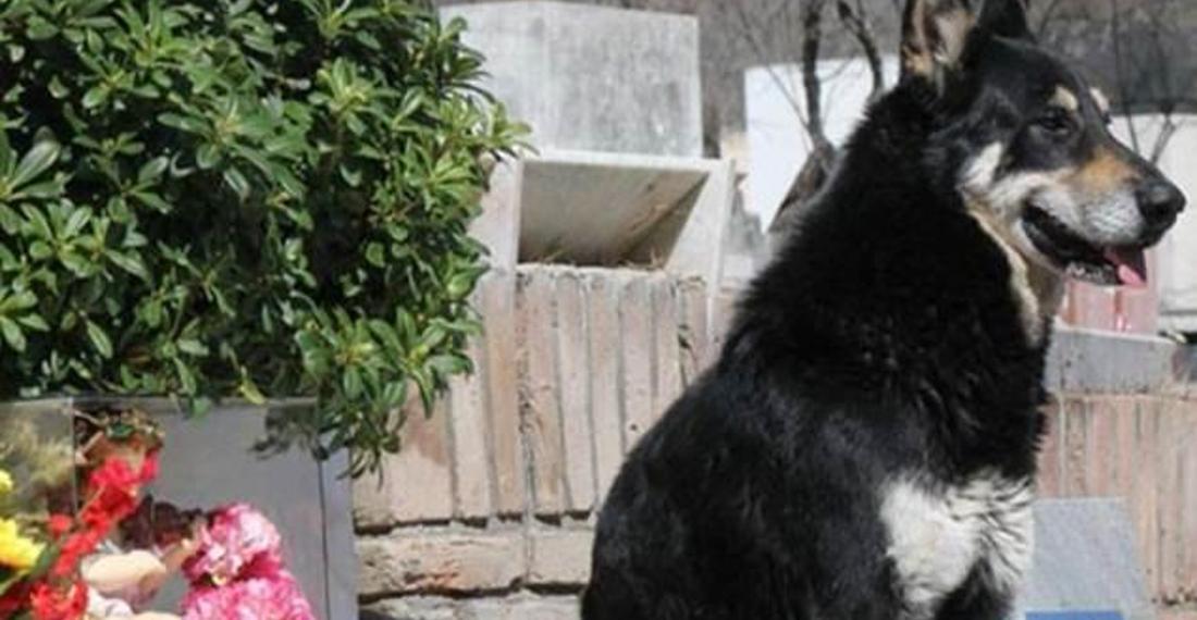 12 yıl boyunca sahibini bekleyen Capitan'ı unutmayacağız