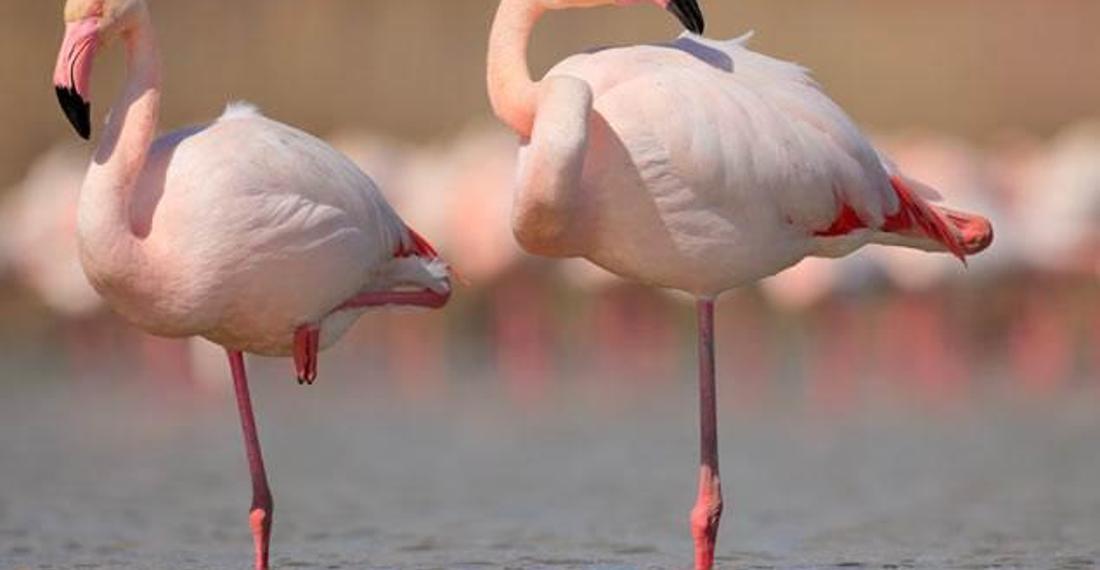 Flamingoların sırrı çözüldü