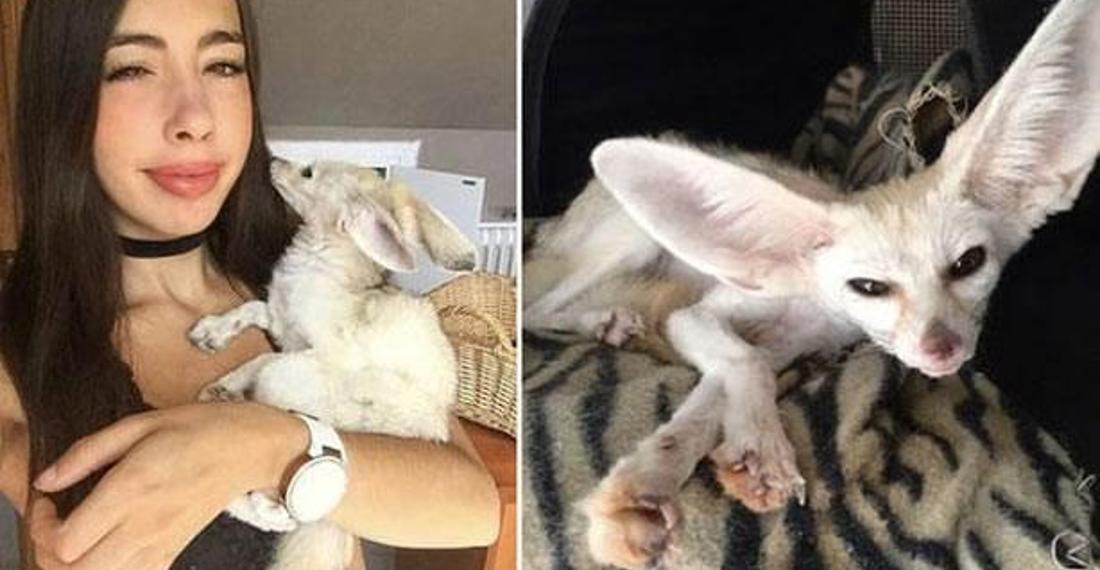 Vegan beslenme terörünün son kurbanı bir köpek!