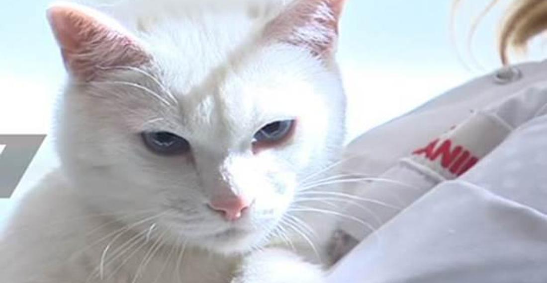 Ahtapot Paul ve Kahin Salatalık'tan sonra yeni kahinimiz; Kedi Aşil