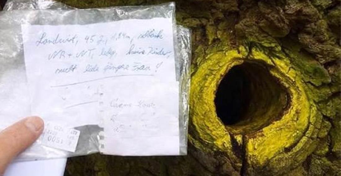 Almanya'daki 500 yıllık ağaca 'aşk' misyonunu kim yükledi?