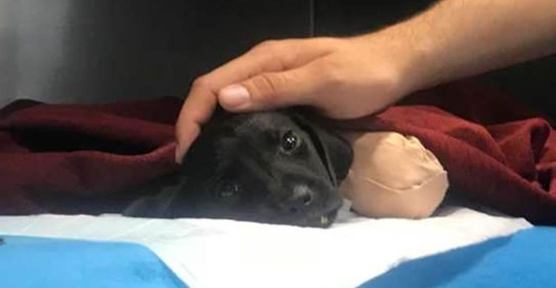 Sakarya'daki yavru köpek vahşetinden ders çıkardık mı?
