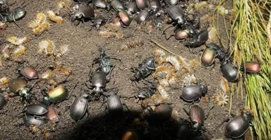 Ormanları korumak için zararlı böceğe karşı yararlı böcek üretildi