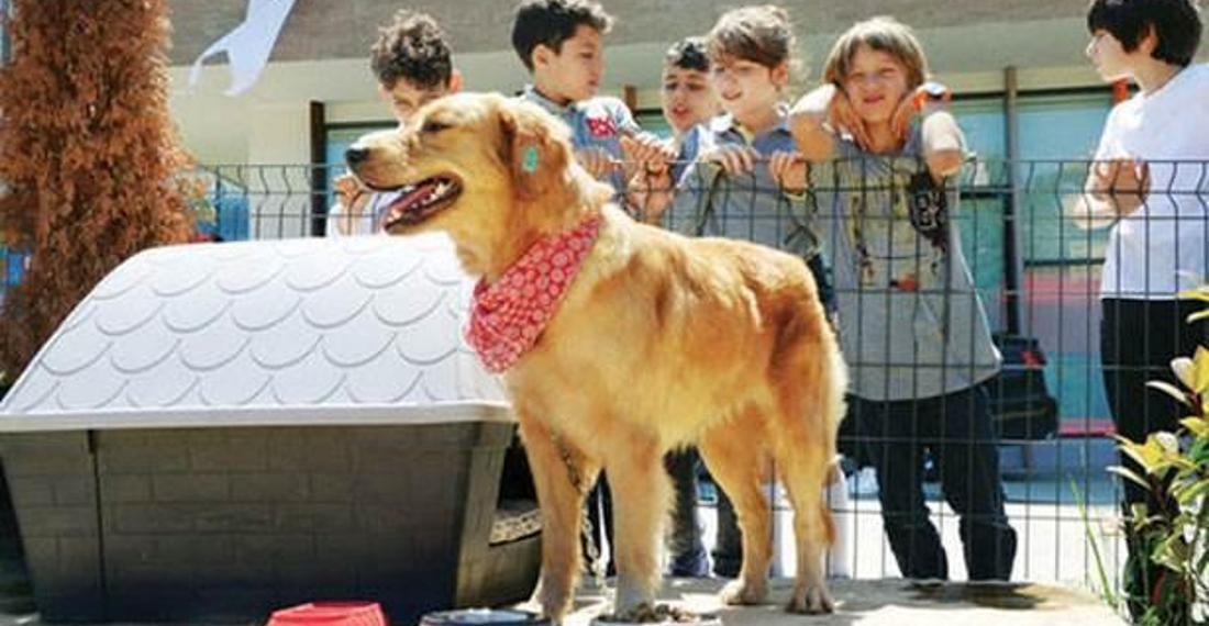 Her okula bir sokak köpeği kampanyası tüm ülkeye yayılsın