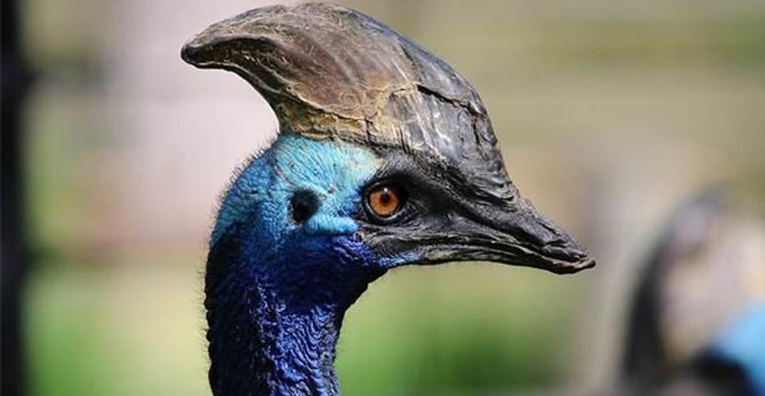 Cassowary: Dünyanın en tehlikeli kuşu hakkında bilgiler