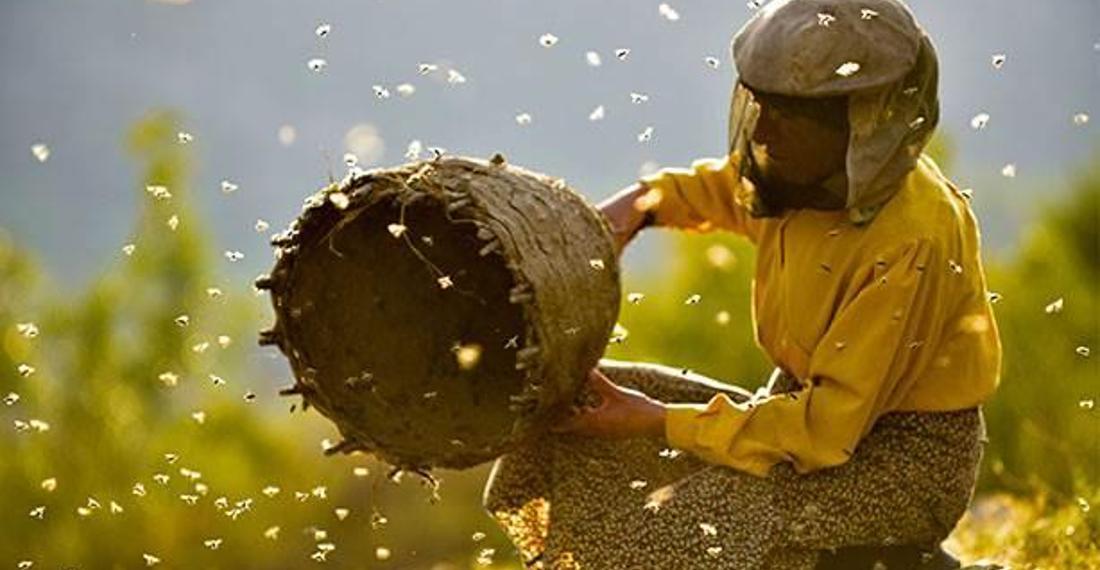 'Honeyland' filmi neden mutlaka izlenmeli?