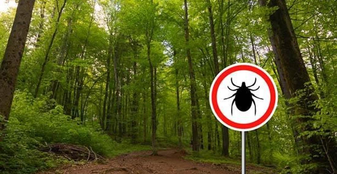 Kırım Kongo Kanamalı Ateşi (KKKA) nedir, belirtileri nelerdir?