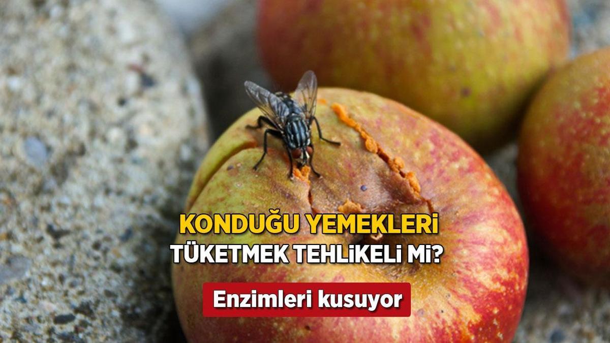 Yemeğe sinek konduysa dikkat! Bu sürede enzimleri kusuyor, lağımdaki bakteriyi taşıyabilir