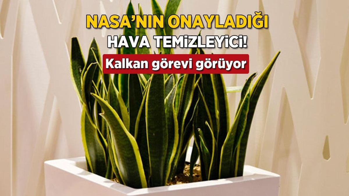 NASA'nın onayladığı hava temizleyici! Dekor değilmiş, 'Kalkan' görevi gören sağlık bombası