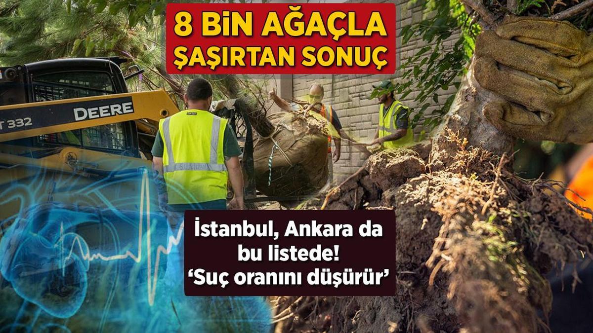 Doğanın şaşırtıcı gücü! 8 bin ağaç değiştirdi...