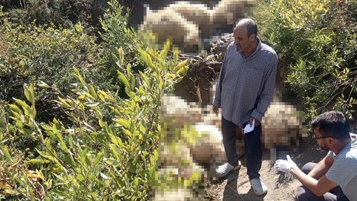 Yaylada can pazarı! Çok sayıda koyun telef oldu