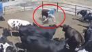 Boynuz darbelerinin hedefi oldu! Bir anda saldırıya geçen...