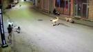 Ordu'da küçük çocuk sokak köpeklerinin saldırısına uğradı