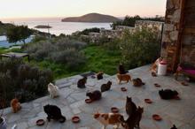 Siros adasında kedi bakıcılığı ilanına 200 başvuru