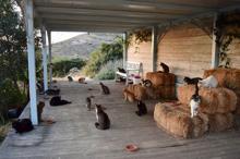 Siros adasında kedi bakıcılığı ilanına 200 başvuru